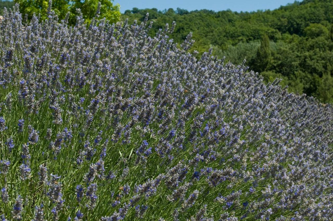 Agriturismo Le Case アッシジ エクステリア 写真